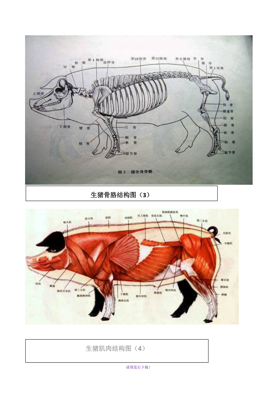 猪骨头结构解剖图片图片