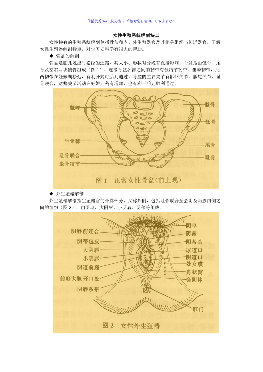 女性生殖系统解剖特点word版