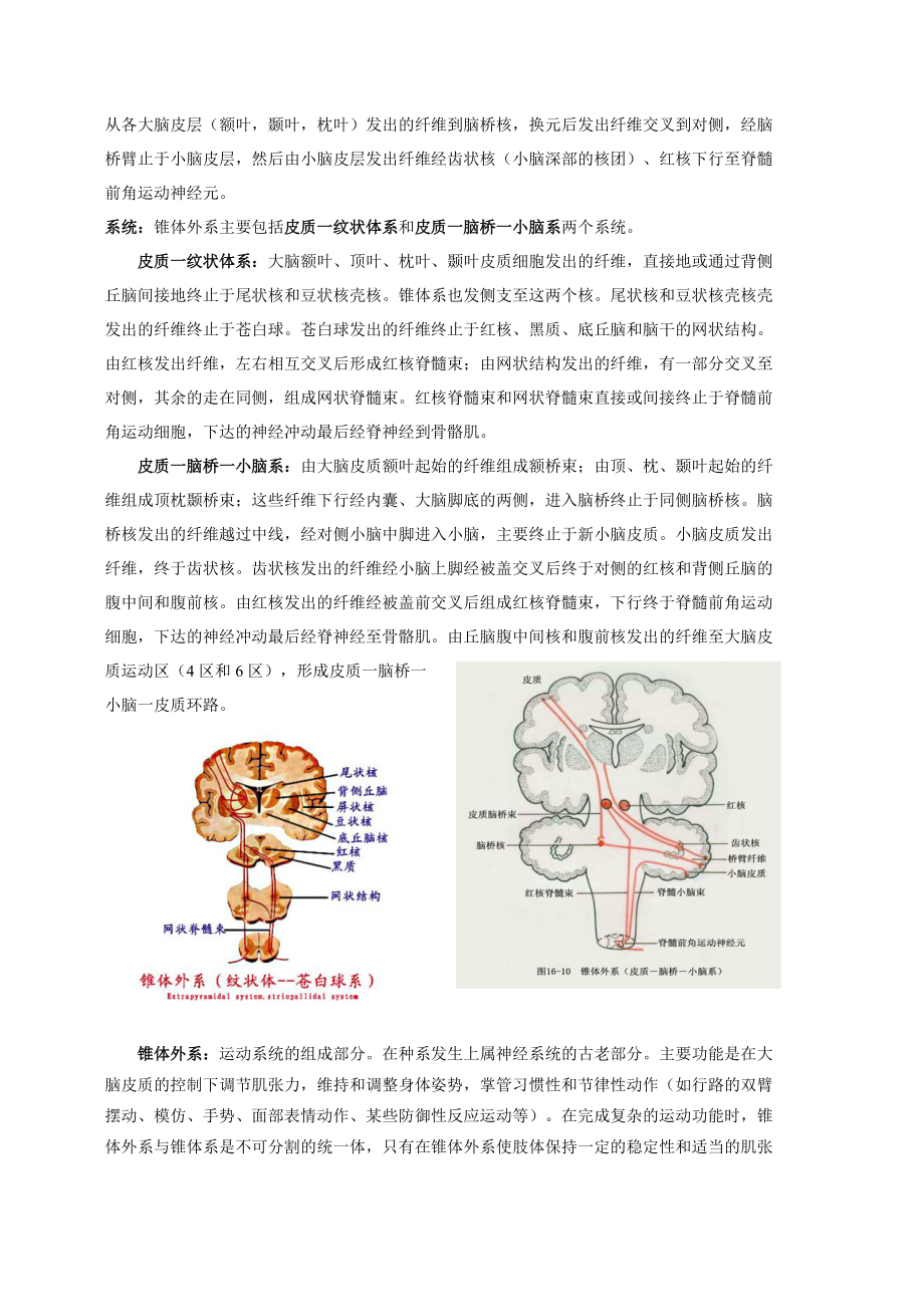 锥体外系交叉图片