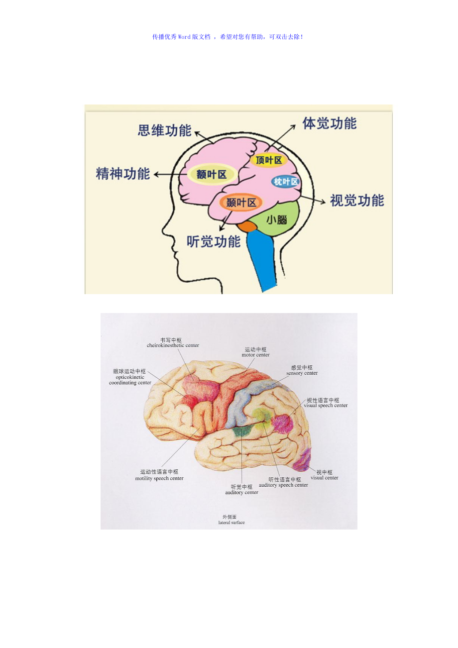 各脑区划分及功能word编辑