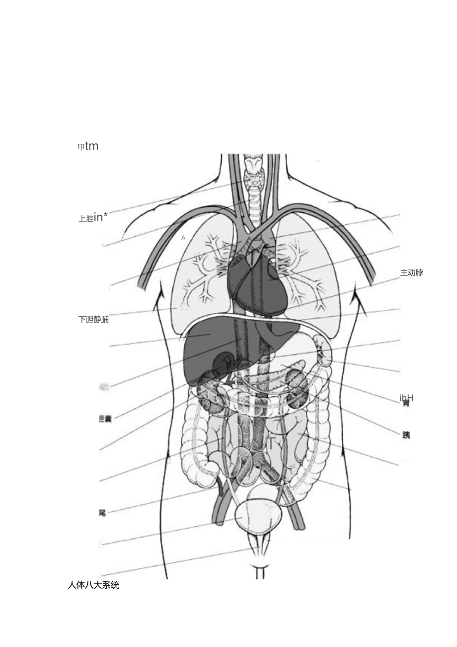 腹腔器官结构图立体图图片