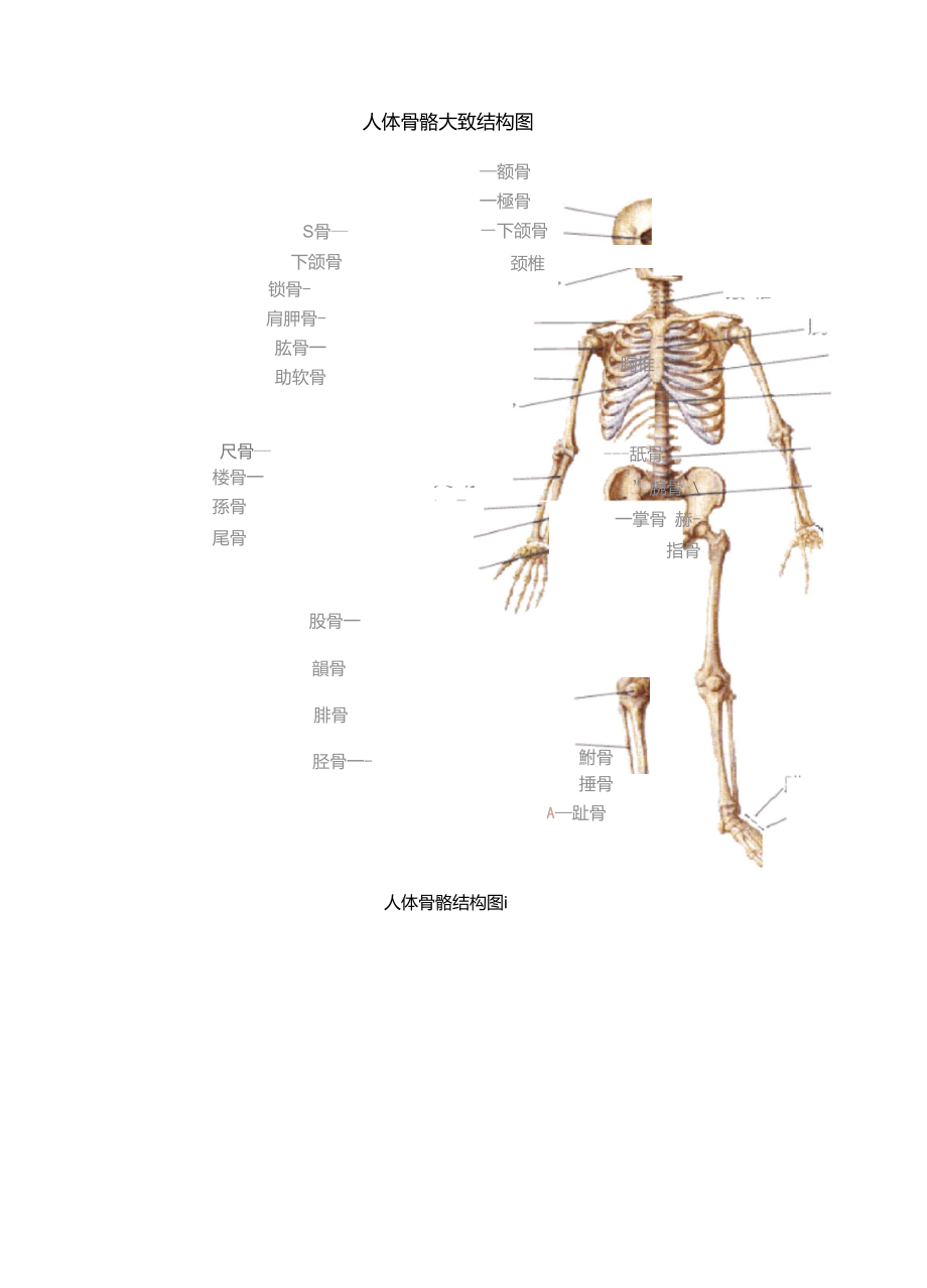 平面构图骨骼图片图片