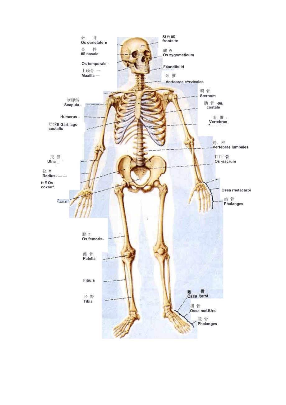 人全身骨头认识图片图片