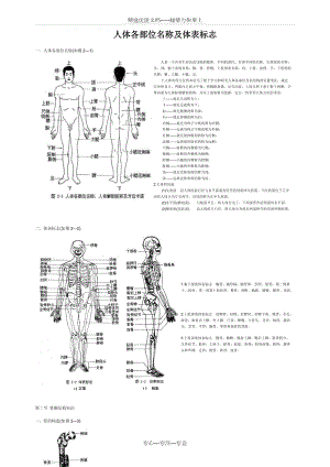 人体各部位名称及体表标志(共10页)