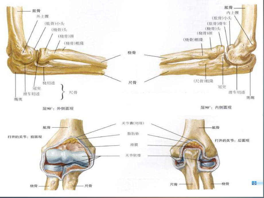 肘关节的x线常用测量及诊断分析