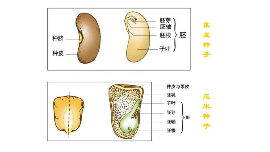 黄豆胚芽 胚根胚轴图图片