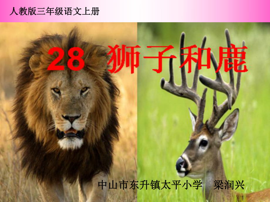 人教版三年级语文上册28狮子和鹿PPT课件__梁润兴_第1页