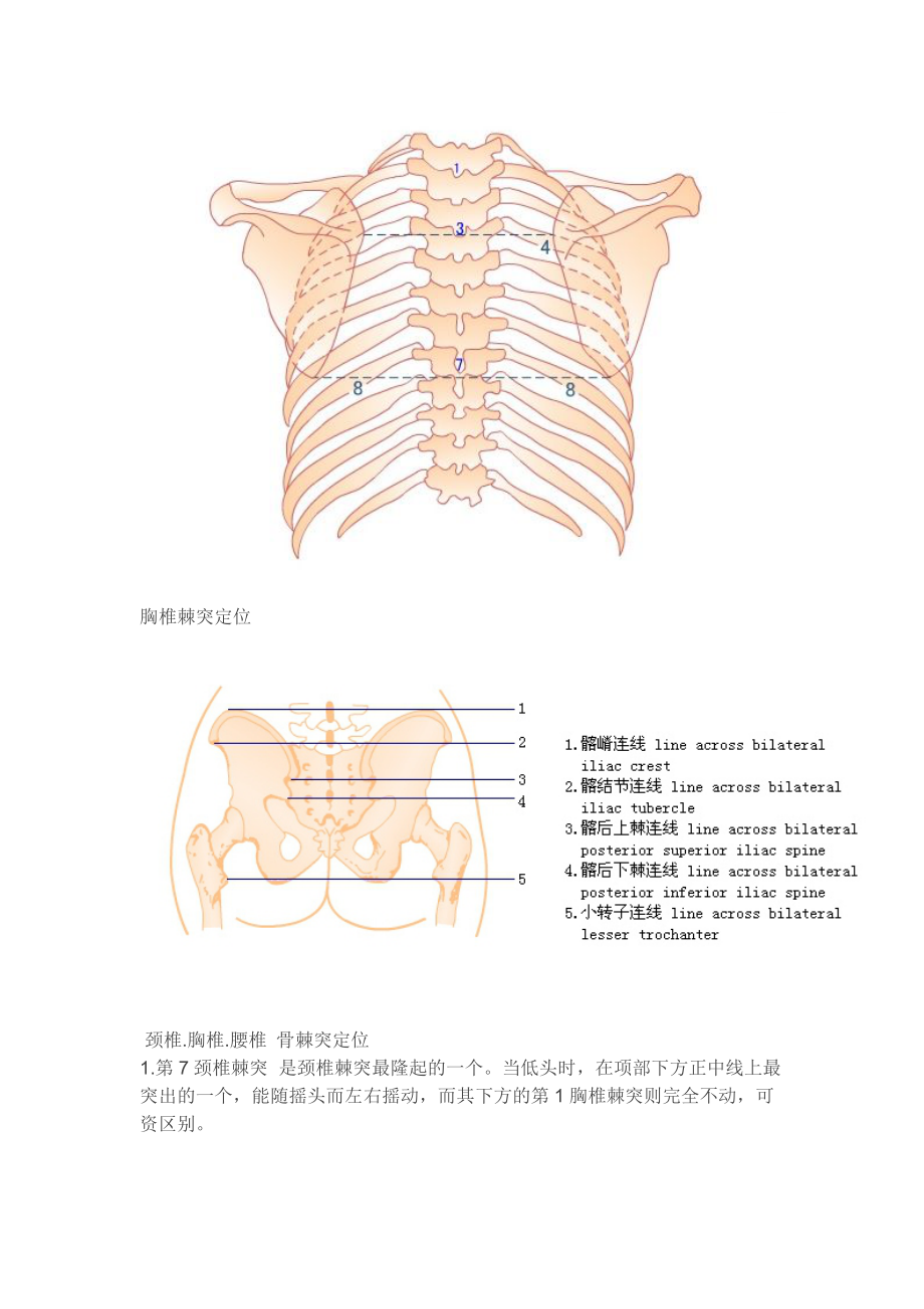 脊柱棘突位置及图片图片