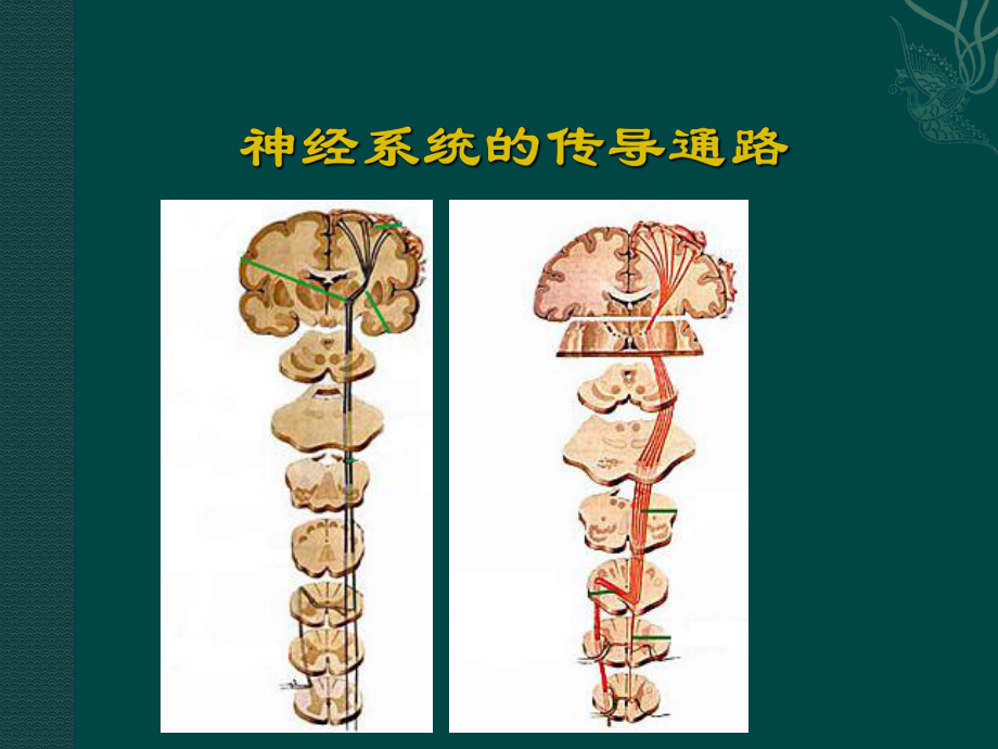 神經系統的傳導通路