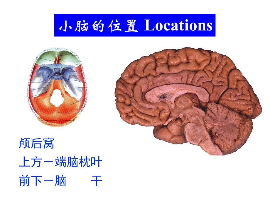 小脑外形图片