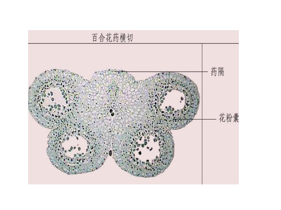 实验十三 雌雄蕊及胚的结构和发育