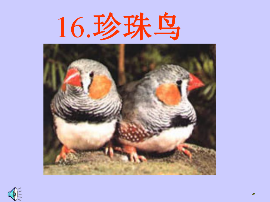 珍珠鳥(niǎo)課件 (3)_第1頁(yè)