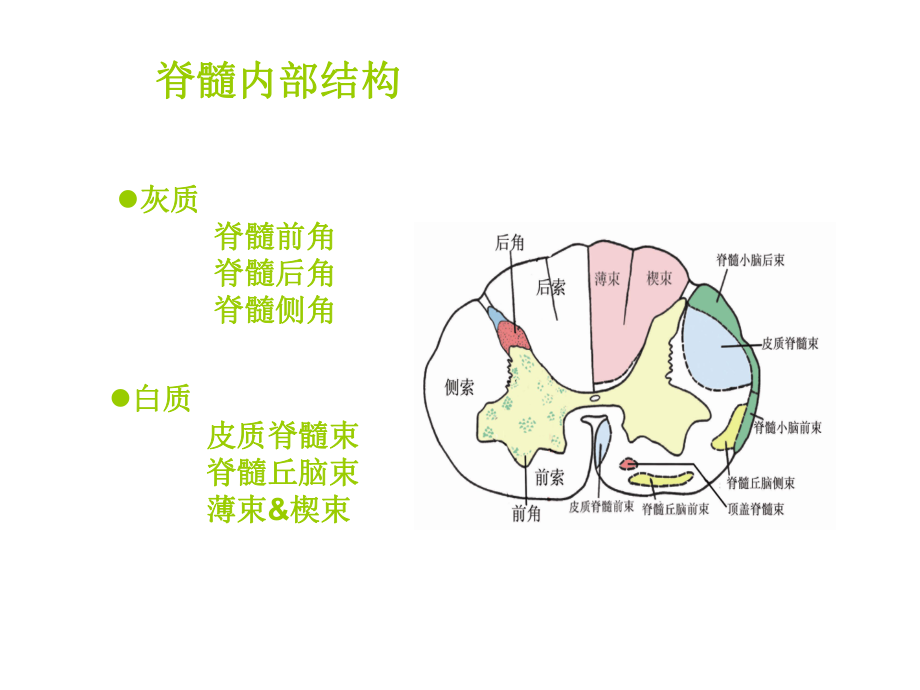 脊髓侧索解剖图片