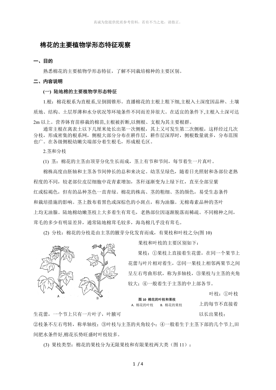 棉花的主要植物學(xué)形態(tài)特征觀察_第1頁