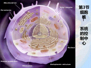 第3章第3節(jié)《細(xì)胞核系統(tǒng)的控制中心》 (2)
