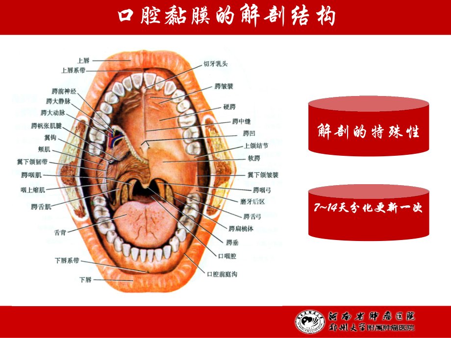 放射性口腔黏膜炎