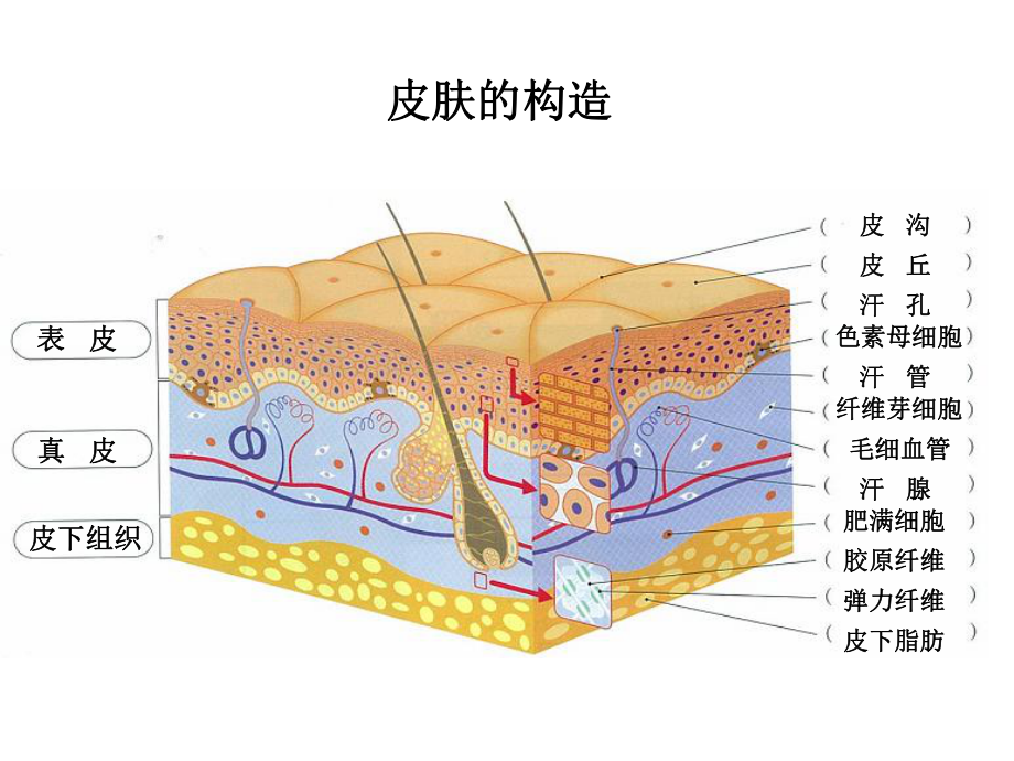 皮肤结构及护理知识