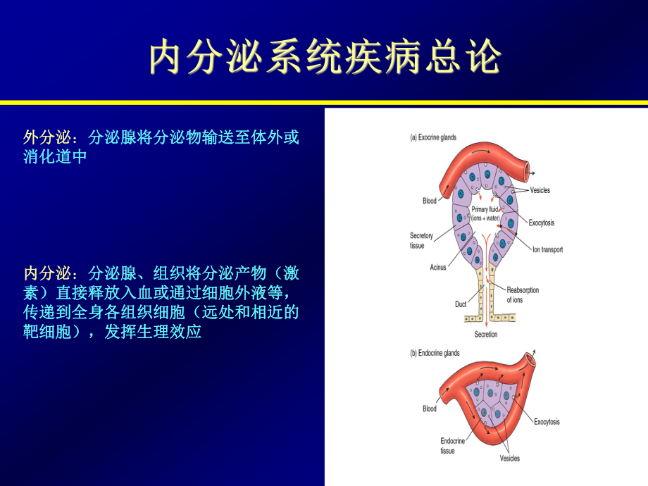 總論 腺垂體功能減退 單純性甲狀腺腫大_第1頁