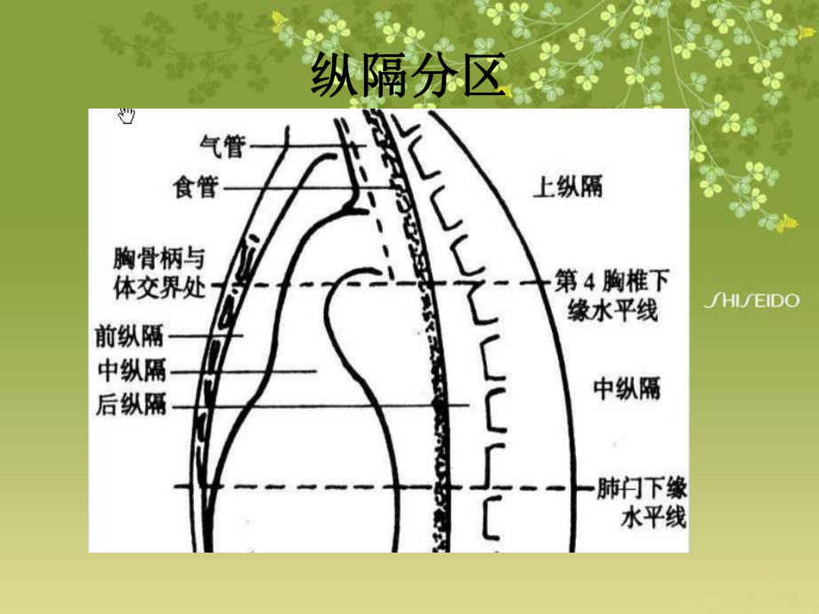 纵隔前面观的图片图片