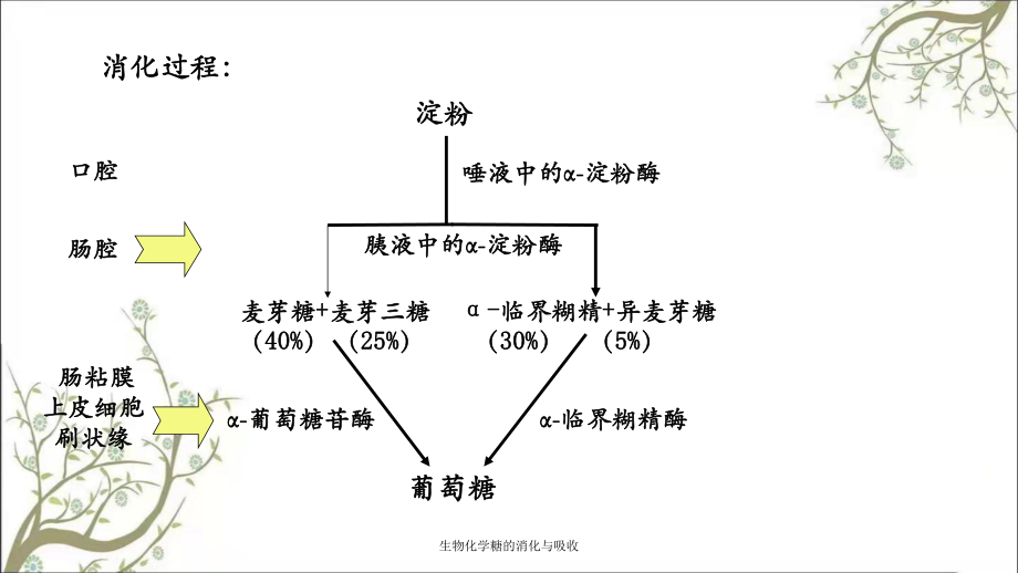 糖类的消化过程示意图图片