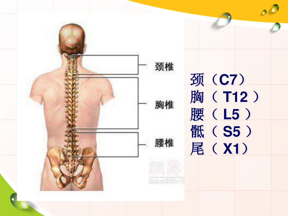 胸椎5一8节的示意图图片