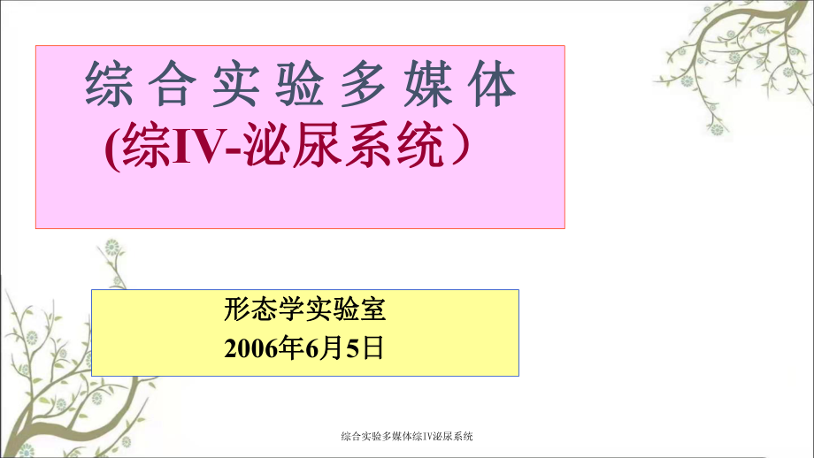 综合实验多媒体综IV泌尿系统_第1页