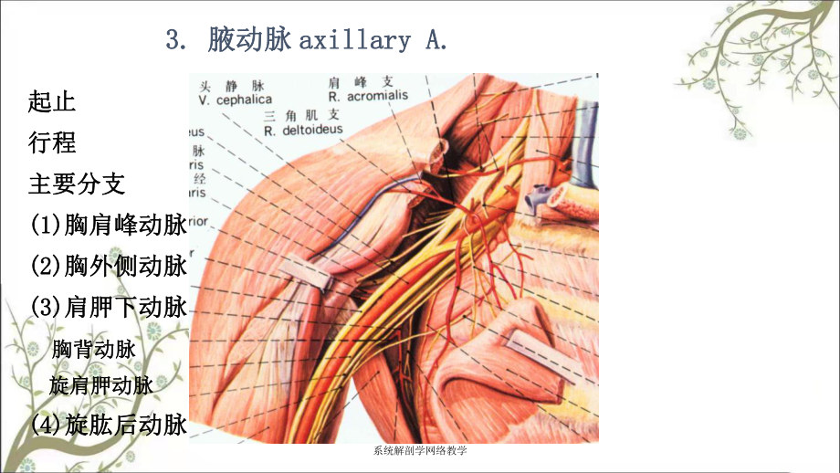 头静脉弓的位置图片图片