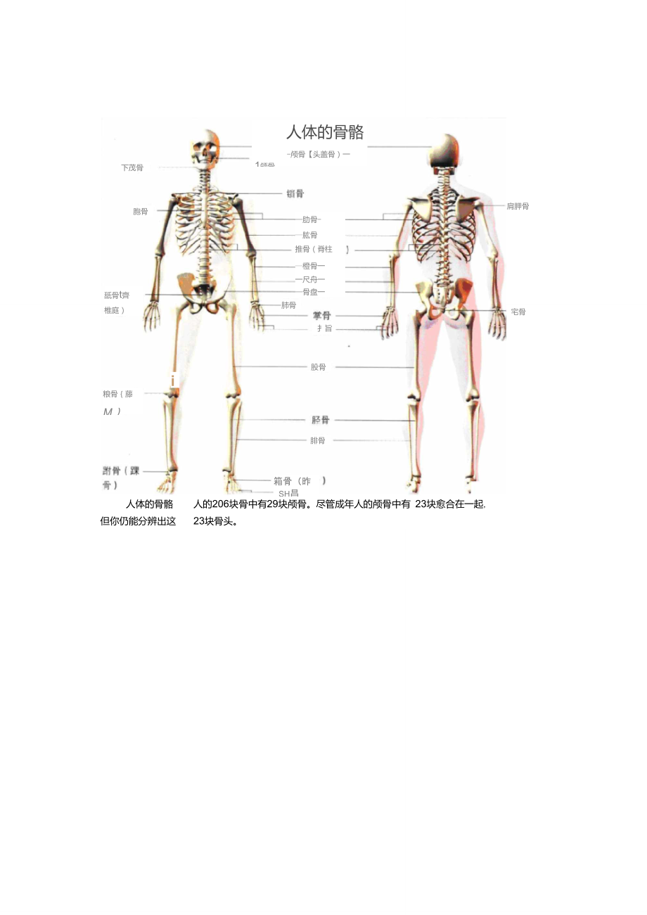 人體骨骼圖全身骨骼結構圖骨骼圖