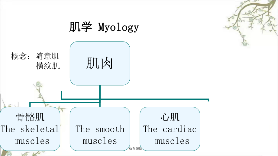 运动系统肌学总论_第1页