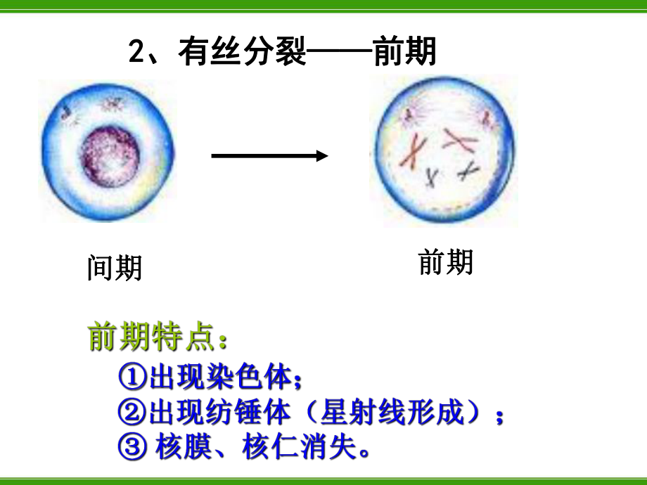 动物细胞的有丝分裂无丝分裂观察根尖分生组织细胞的有丝分裂 (2)_第1页