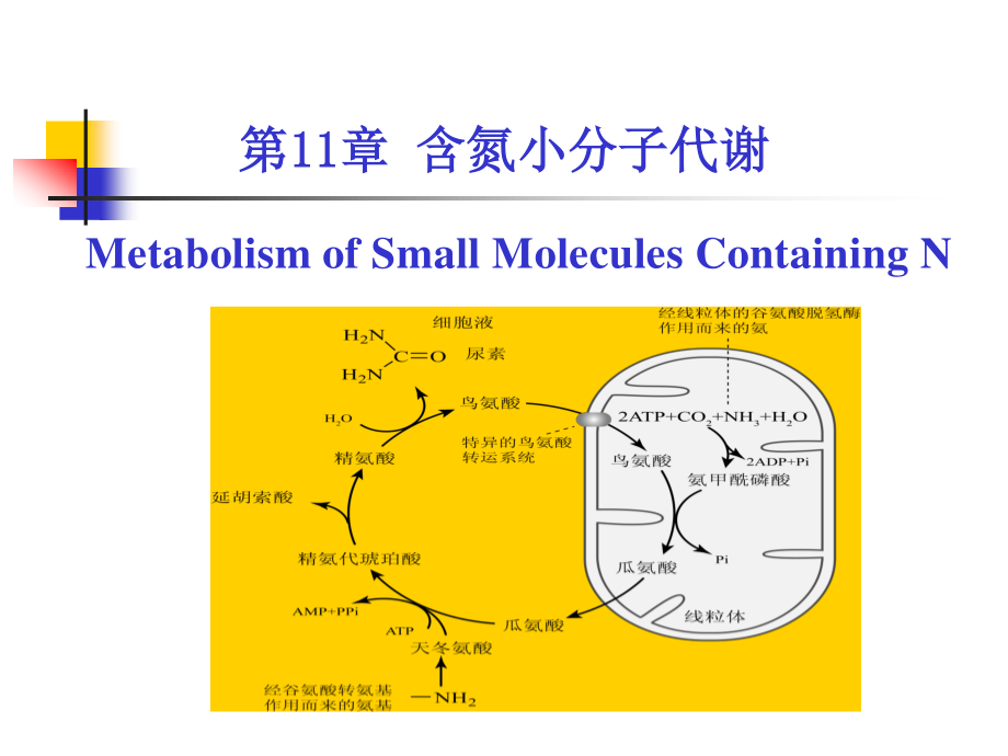 考研科目,動物生物化學(xué)第11章 含氮小分子_第1頁