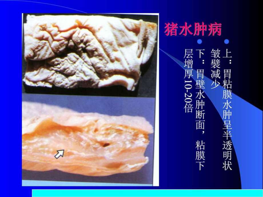 《动物病理学病理》PPT课件_第1页