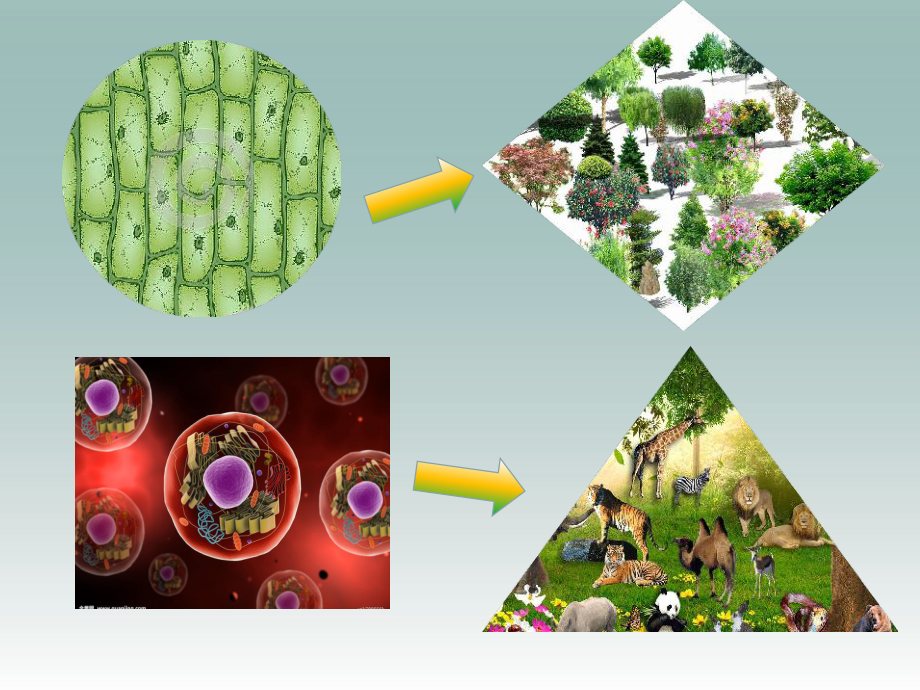 4 生物體的組成 課件 蘇教版七年級(jí)生物上冊(cè)_第1頁(yè)