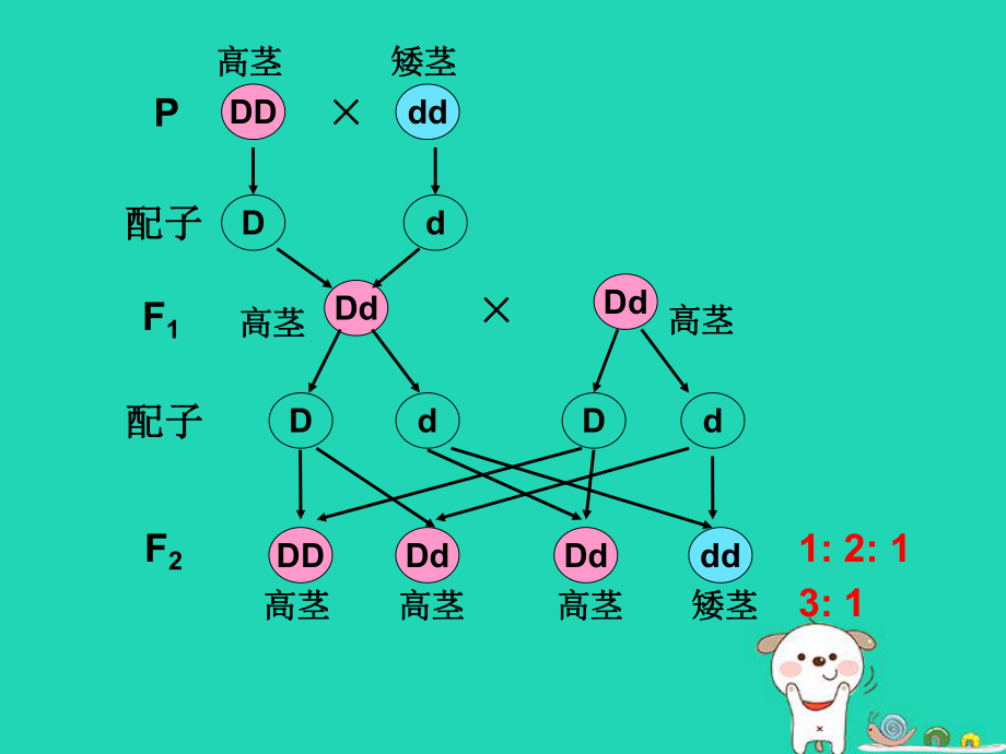 孟德尔自交遗传图解图片