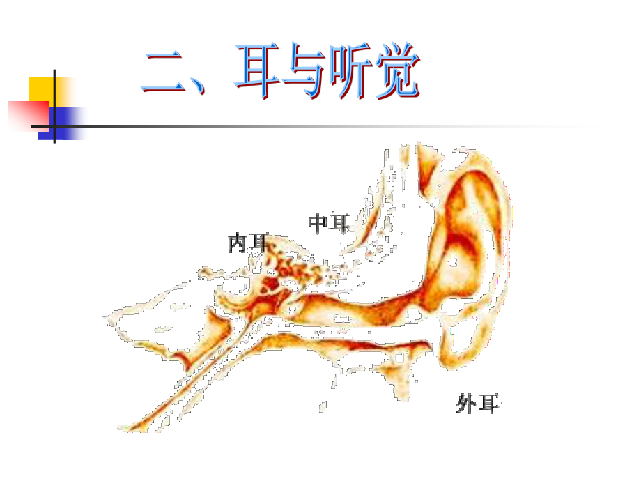 《耳和聽覺》PPT課件 (2)_第1頁