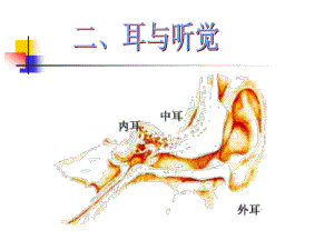 《耳和聽(tīng)覺(jué)》PPT課件 (2)