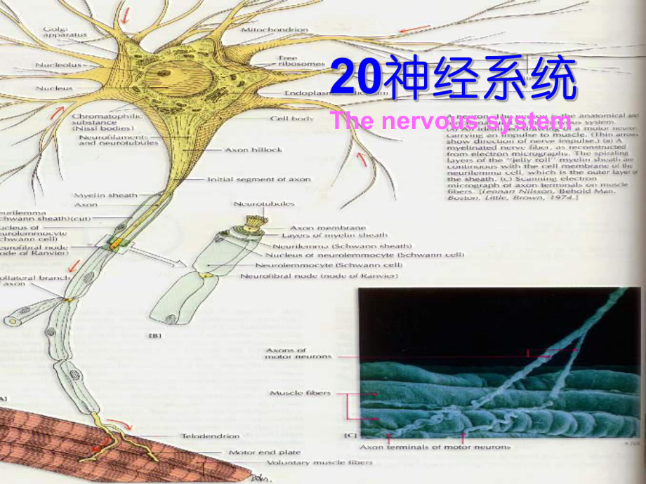 《解剖生理学神经》PPT课件_第1页