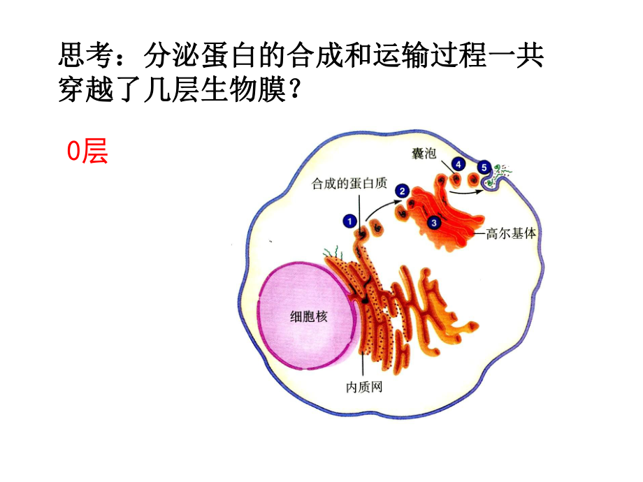 跨膜运输图解图片