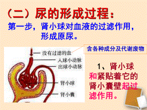 《第五章_人體內(nèi)廢物的排出》第二課時(shí)