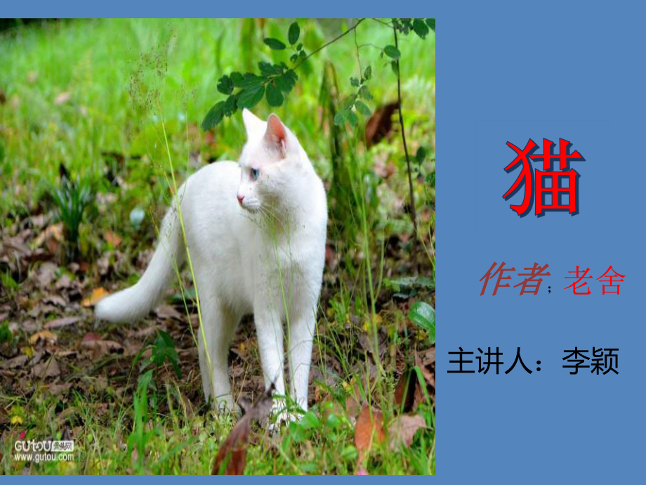 猫老舍ppt图片