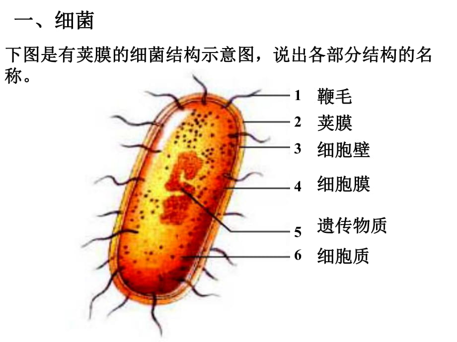 细菌真菌病毒概念图图片
