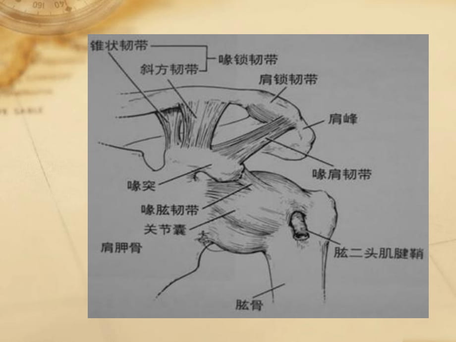 喙锁韧带解剖图图片