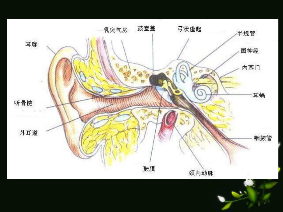 右心耳解剖图图片