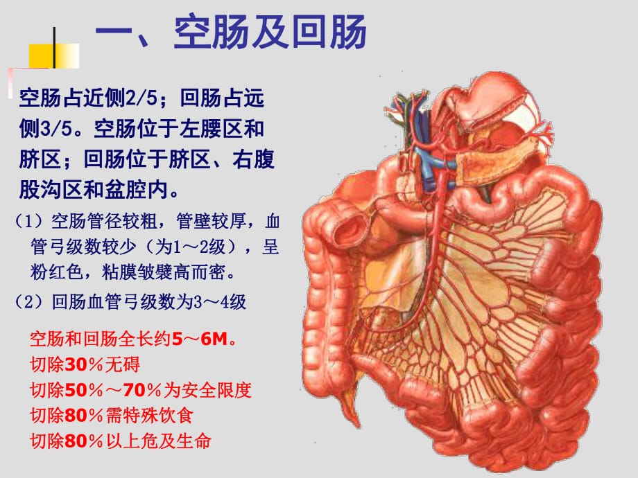 結腸下區腹後隙ppt課件