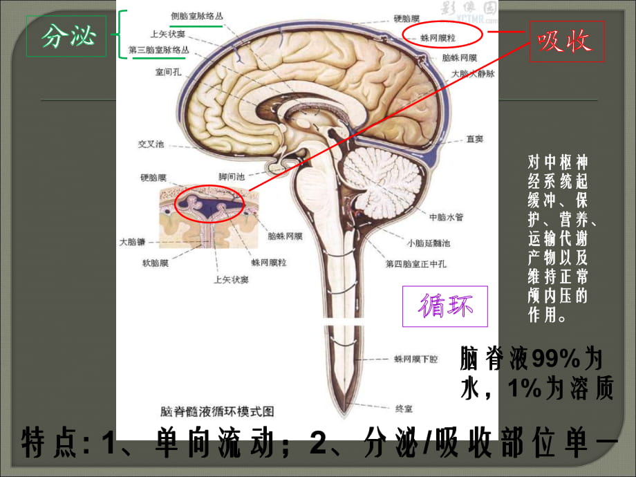 脑脊液的循环途径图图片