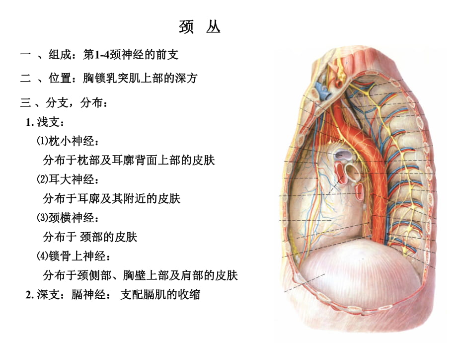 頸叢臂叢解剖ppt課件