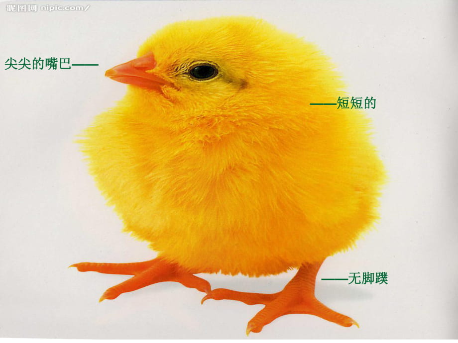 小班科学小鸡和小鸭