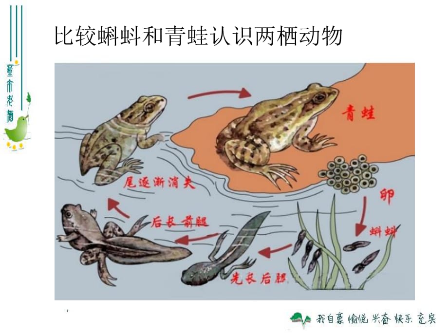 最新人教版八年级生物上册第一章第五节两栖动物和爬行动物上课用