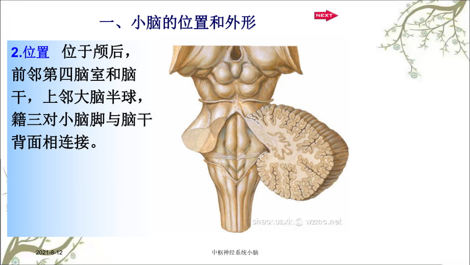 中樞神經系統小腦