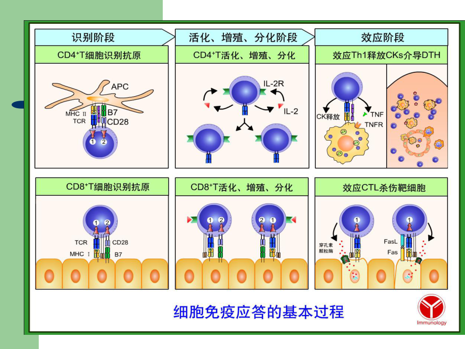 青島大學基礎醫學院醫學免疫學課件cha(7)